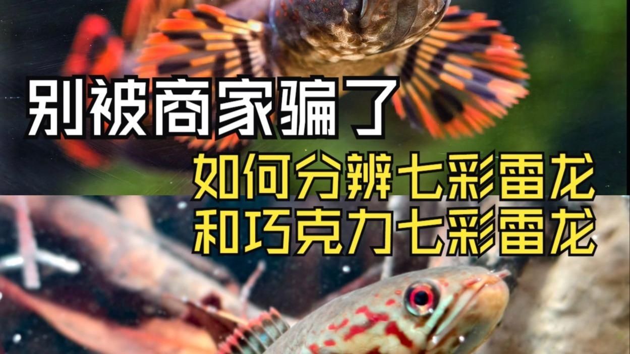 給我一些區分雷龍魚品系的小技巧，區分雷龍魚品系的小技巧并茂的區分雷龍魚品系技巧