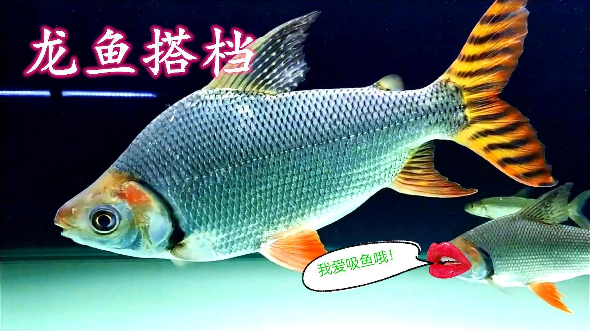 飛鳳魚和龍魚能一起養(yǎng)嗎？，飛鳳魚和龍魚可以一起養(yǎng)嗎飛鳳魚和龍魚能一起養(yǎng)嗎