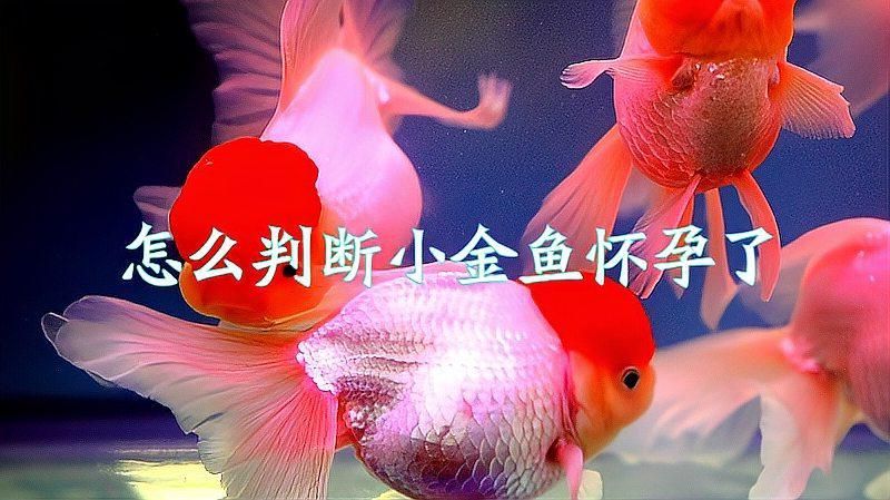 金魚大肚子是懷孕了嗎，金魚大肚子并不一定意味著它懷孕了