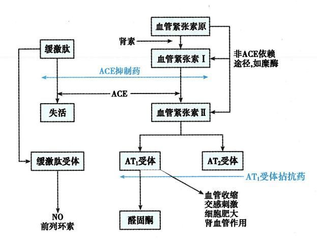 有哪些常見的聯合用藥方案，二甲雙胍利尿劑、糖尿病中二甲雙胍+吡嗪酰胺等聯合用藥方案