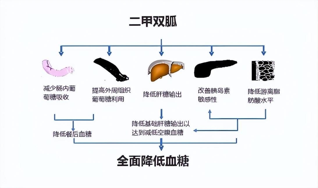 有哪些常見的聯合用藥方案，二甲雙胍利尿劑、糖尿病中二甲雙胍+吡嗪酰胺等聯合用藥方案