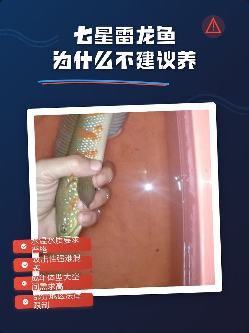 雷龍魚為什么不建議養，雷龍魚為什么不建議養一枝木樨