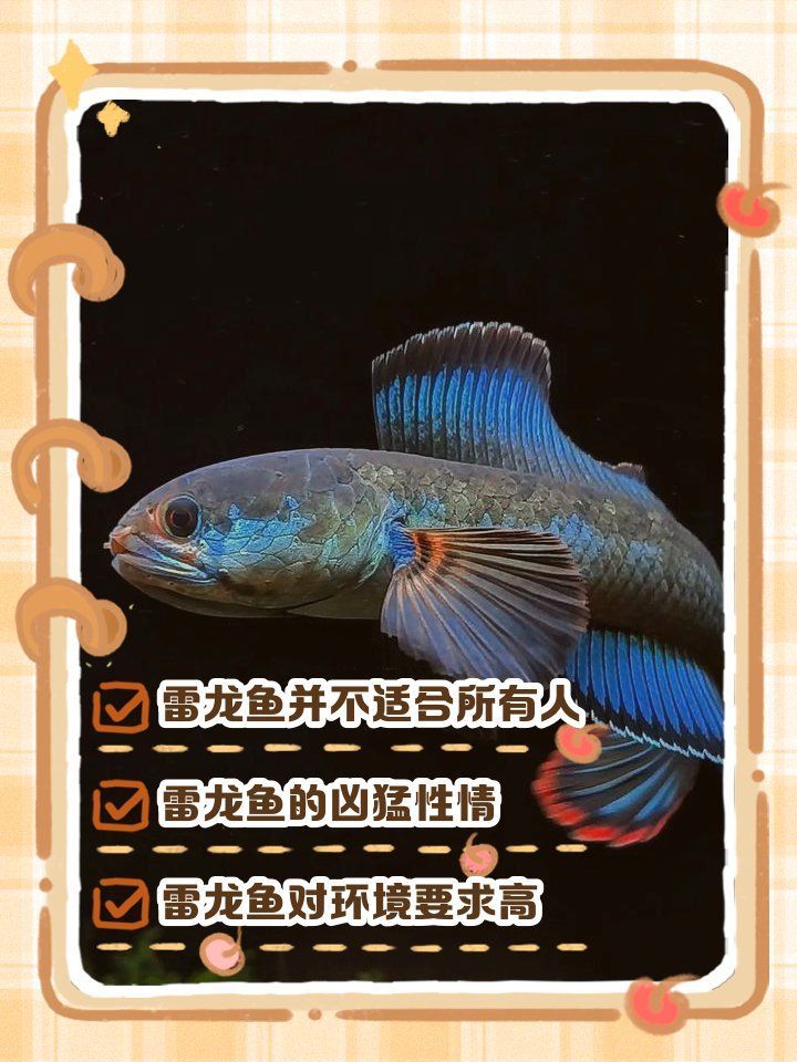 雷龍魚為什么不建議養，雷龍魚為什么不建議養一枝木樨