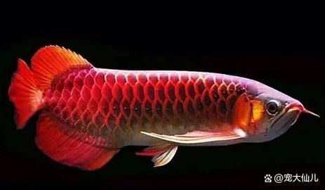 推薦幾款20厘米左右的金龍魚品種，20厘米左右的金龍魚品種及種詳解