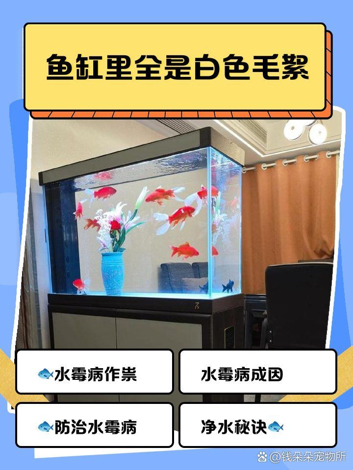 龍魚長霉菌會自愈嗎，魚身上長霉點4大原因及解決方法小白bibo微里楠