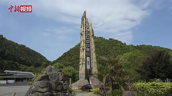 興義龍魚化石的市場價值，興義圖魚貴石的市場價值