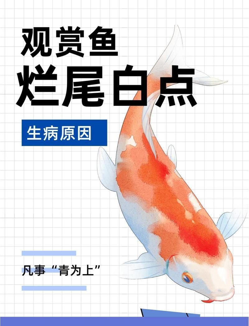 有沒有更簡單的龍魚爛鰭解決方法