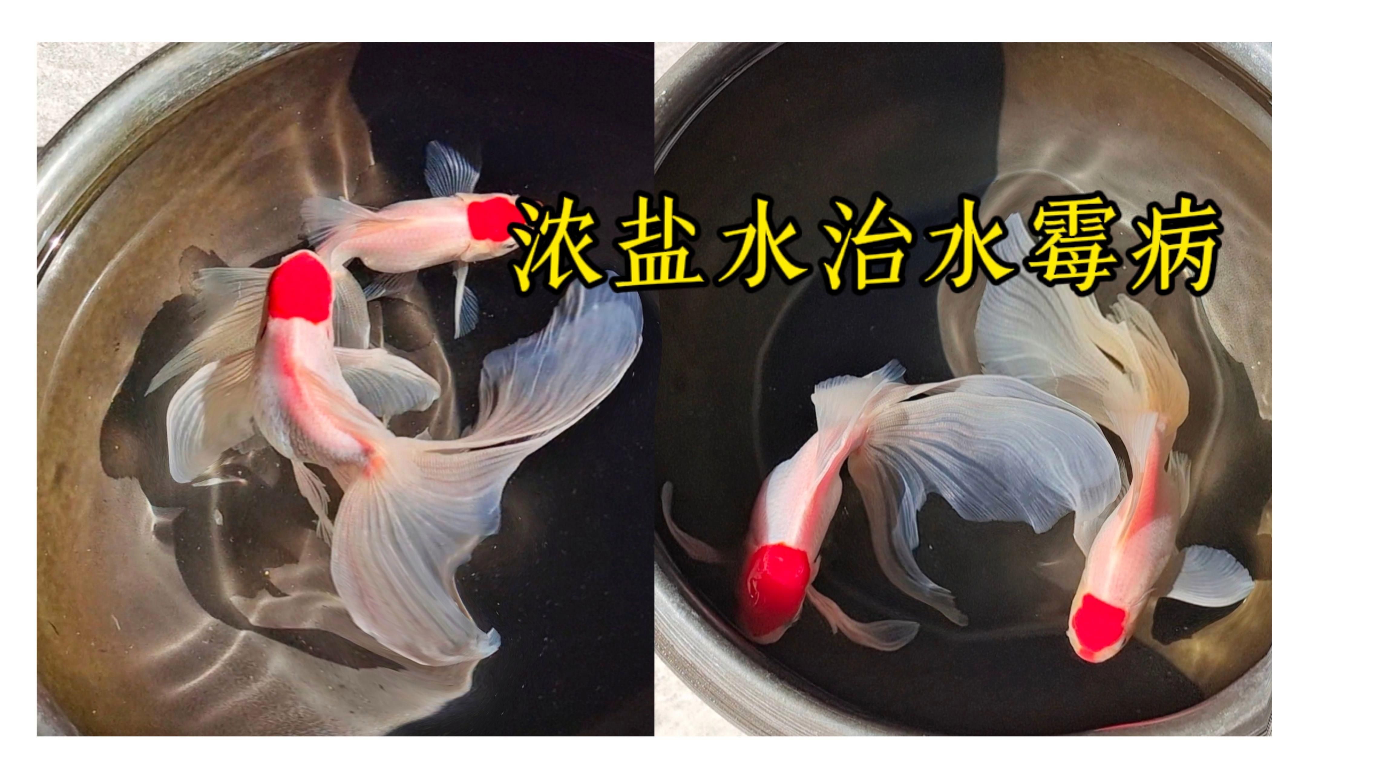魚缸水霉病多久能徹底消滅，魚缸水霉病多久能徹底消滅，魚缸水霉病需要幾個月的時間