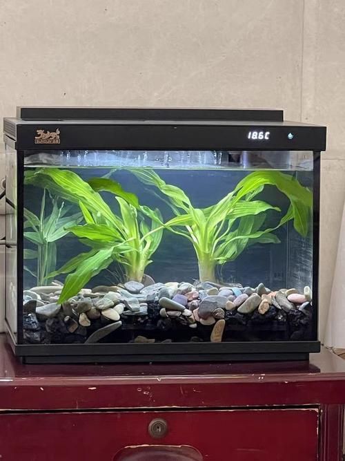 森森魚(yú)缸有哪些系列？，性價(jià)比高的森森魚(yú)缸系列， 森森魚(yú)缸有哪些系列？，性價(jià)比高的森森魚(yú)缸系列， 龍魚(yú)百科 第4張