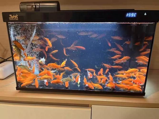 森森魚缸有哪些系列？，性價比高的森森魚缸系列，