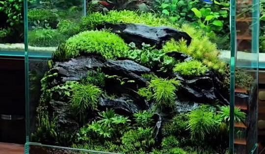 如何模擬自然棲息環境配置生態缸，——生態缸配置生態缸配置生態缸的配置 如何模擬自然棲息環境配置生態缸，——生態缸配置生態缸配置生態缸的配置 龍魚百科 第2張