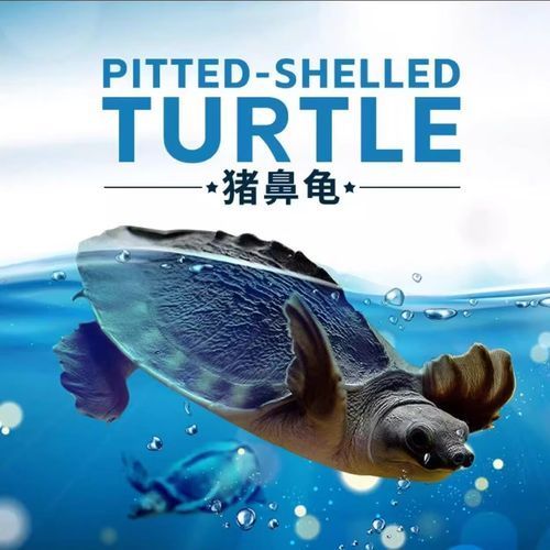 豬鼻龜的價格是多少？，豬鼻龜的價格是多少
