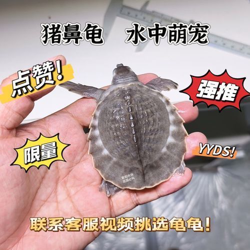 豬鼻龜的價格是多少？，豬鼻龜的價格是多少