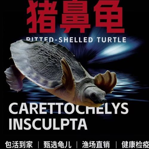 豬鼻龜的價格是多少？，豬鼻龜的價格是多少