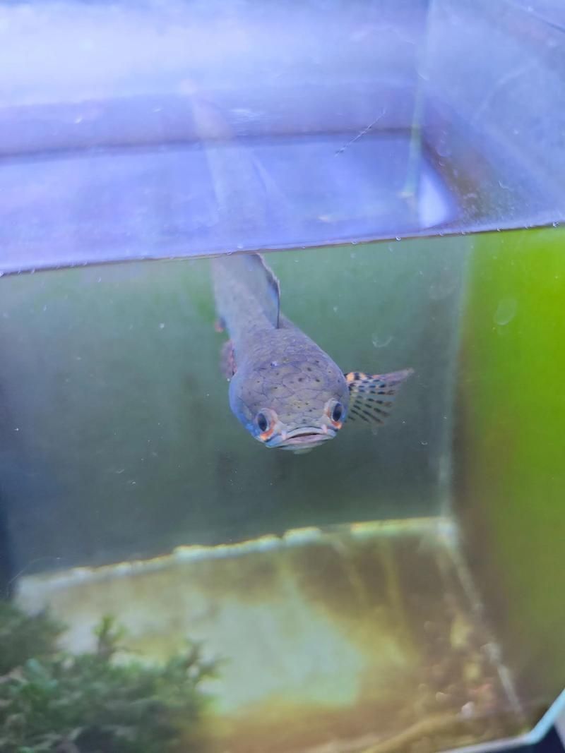 雷龍魚最不值錢的顏色,雷龍魚哪種顏色最珍貴和稀有? 龍魚百科 第6張 雷龍魚最不值錢的顏色,雷龍魚哪種顏色最珍貴和稀有? 雷龍魚最不值錢的顏色,雷龍魚哪種顏色最珍貴和稀有? 龍魚百科 第6張