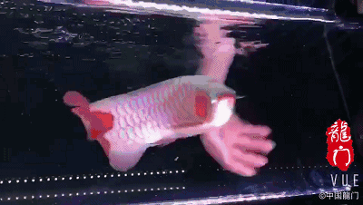 如何設置4K紅龍魚動態壁紙，steam創意工坊4k紅龍魚動態壁紙設置4k動態壁紙