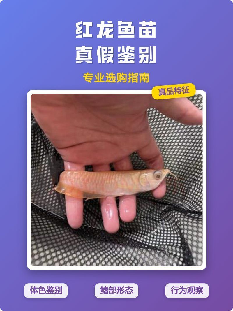 如何挑選優質紅龍魚苗，如何挑選優質紅龍魚苗（arowana）紅龍魚苗
