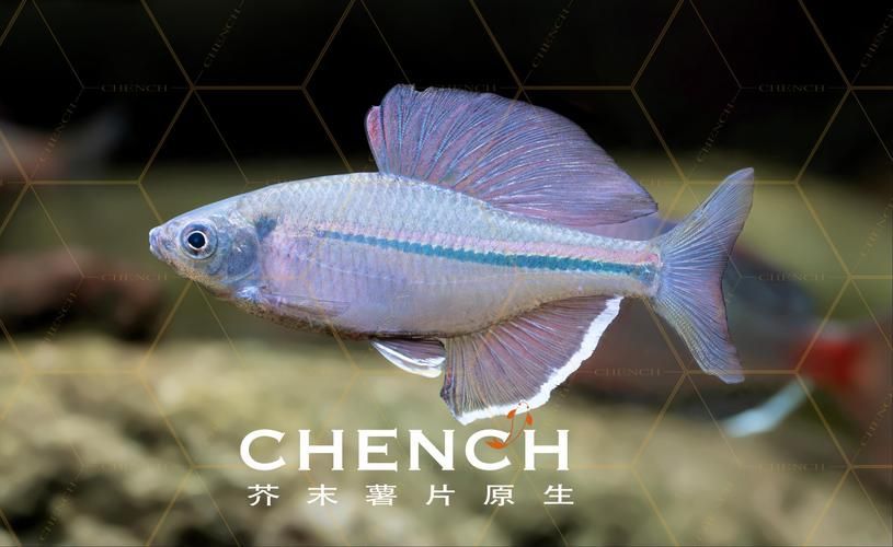 彩鰈和伊罕哪個更適合龍魚飼養(yǎng)？，彩鰈和伊罕和伊罕哪個更適合龍魚飼養(yǎng)