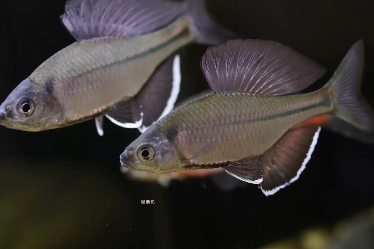 彩鰈和伊罕哪個更適合龍魚飼養(yǎng)？，彩鰈和伊罕和伊罕哪個更適合龍魚飼養(yǎng)