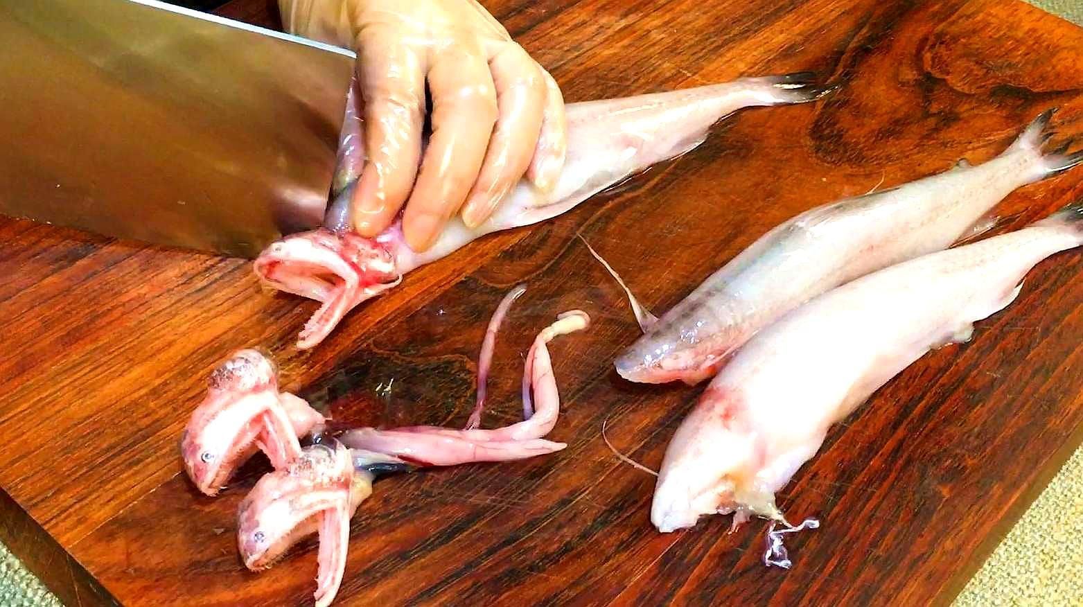 閩侯龍魚有哪些常見的烹飪方法，福建沿海家庭最經典的閩侯龍魚做法，醬油水燒龍頭魚太美味了