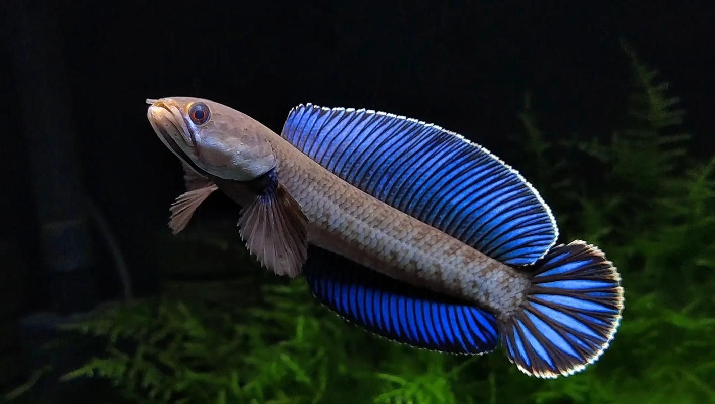 雷龍魚圖片大全，雷龍魚圖片大全，雷龍魚的種類及種類介紹