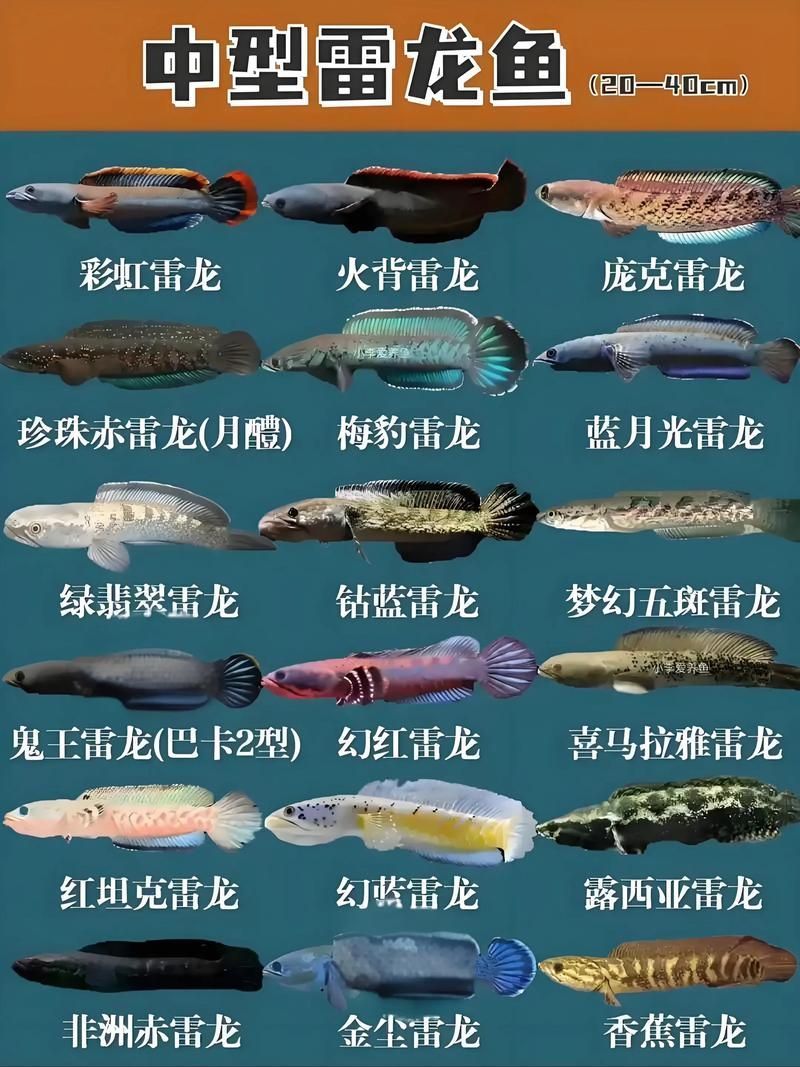 雷龍魚圖片大全，雷龍魚圖片大全，雷龍魚的種類及種類介紹