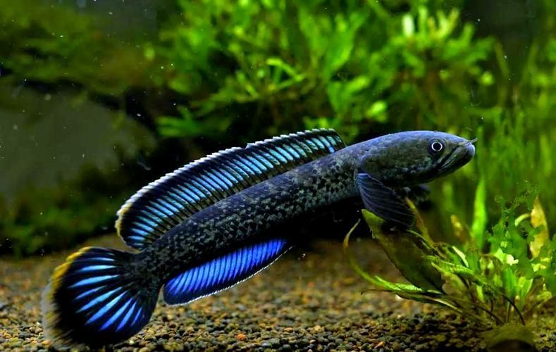 雷龍魚圖片大全，雷龍魚圖片大全，雷龍魚的種類及種類介紹