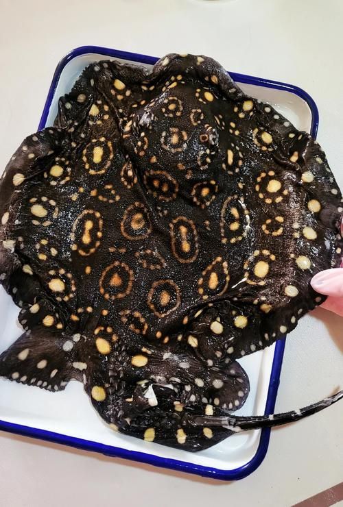 黑金魟魚的飼養方法，黑金魟魚的飼養方法：飼養黑金魟魚的飼養方法