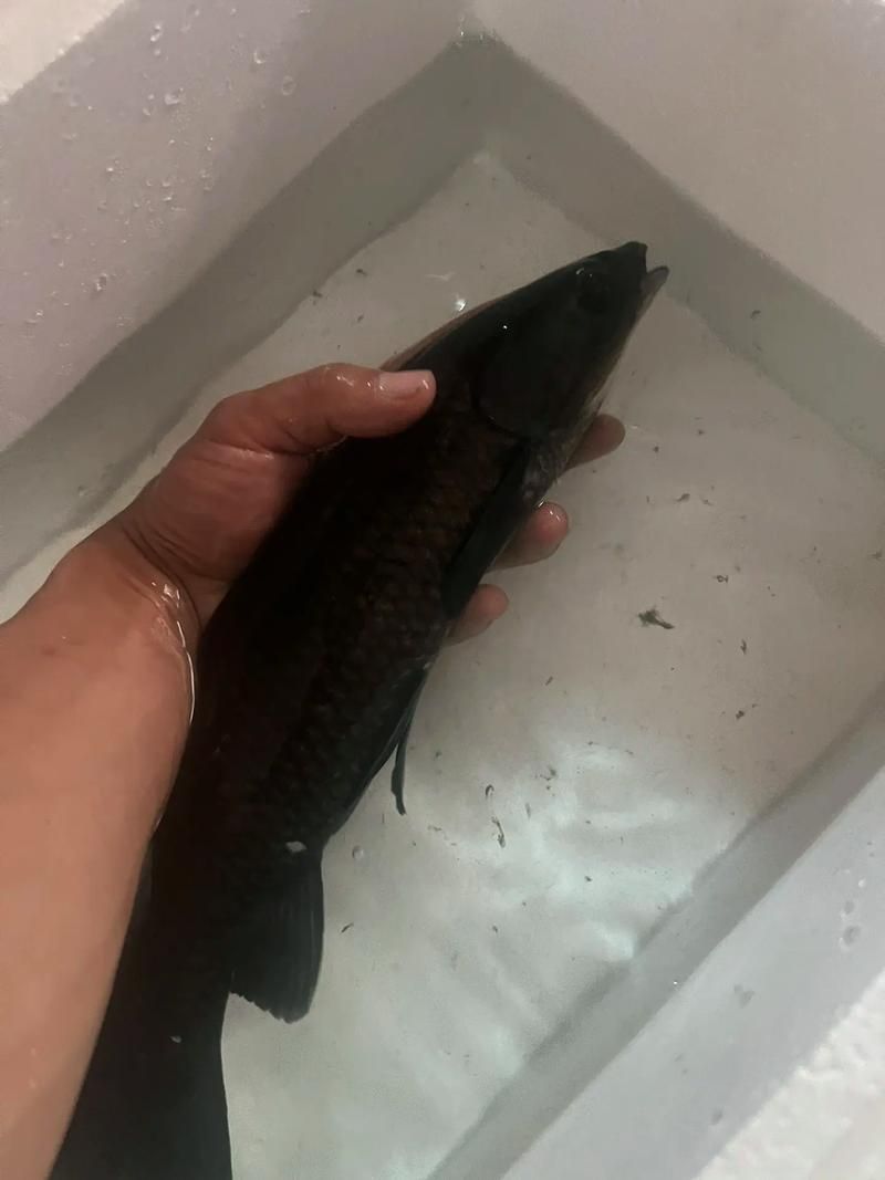黑金魟魚的飼養方法，黑金魟魚的飼養方法：飼養黑金魟魚的飼養方法