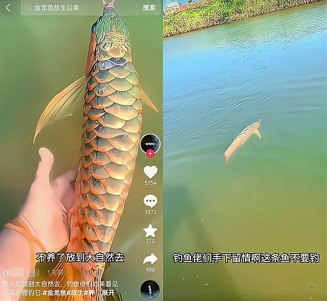 龍大和金龍魚哪個更稀有？，紅龍魚與金龍魚哪個更稀有金龍魚與“金龍魚”哪個更稀有
