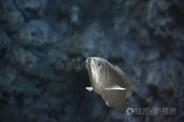 龍大和金龍魚哪個更稀有？，紅龍魚與金龍魚哪個更稀有金龍魚與“金龍魚”哪個更稀有