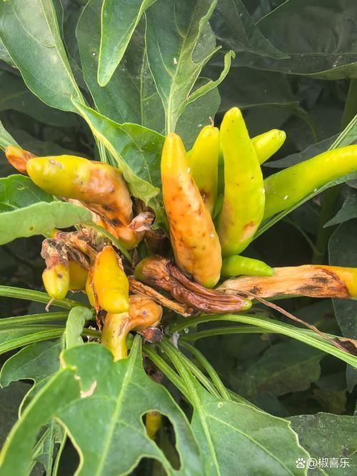 紅龍辣椒有哪些常見病害，capsicumchinense紅龍辣椒常見病害防治要點