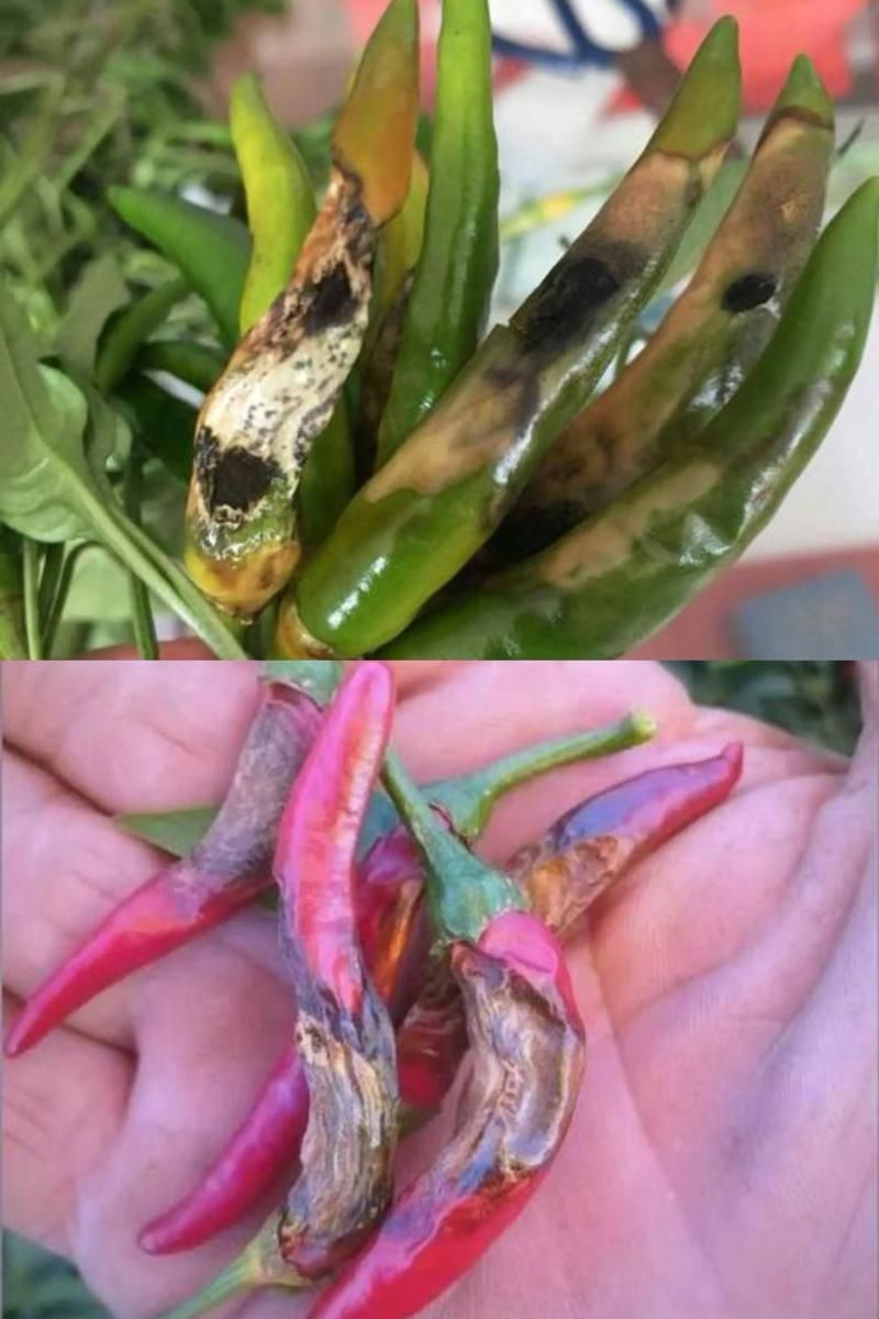 紅龍辣椒有哪些常見病害，capsicumchinense紅龍辣椒常見病害防治要點