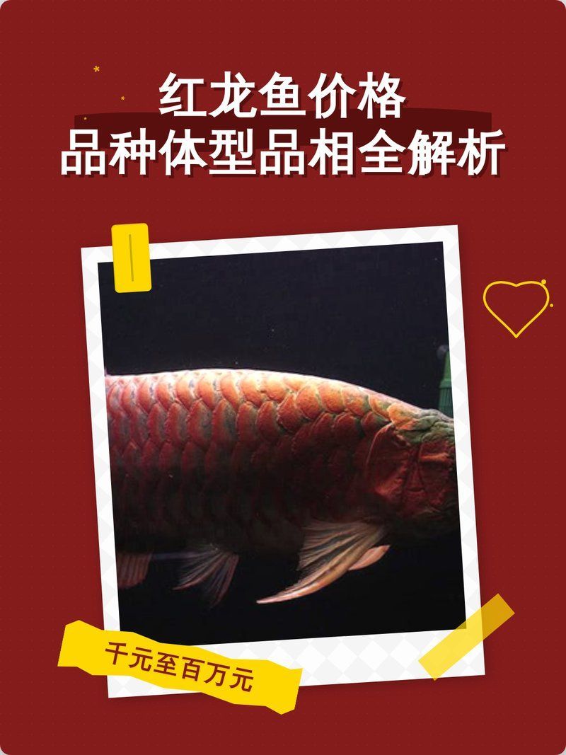 紅龍魚20公分多少錢，20公分紅龍魚價格揭秘金豆奧利奧