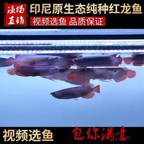 紅龍魚20公分多少錢，20公分紅龍魚價格揭秘金豆奧利奧