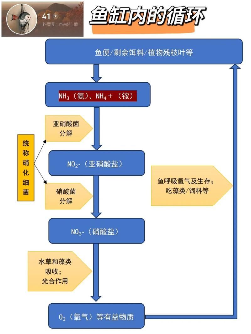 如何判斷魚缸是否完全恢復(fù)，如何判斷魚缸完全恢復(fù)