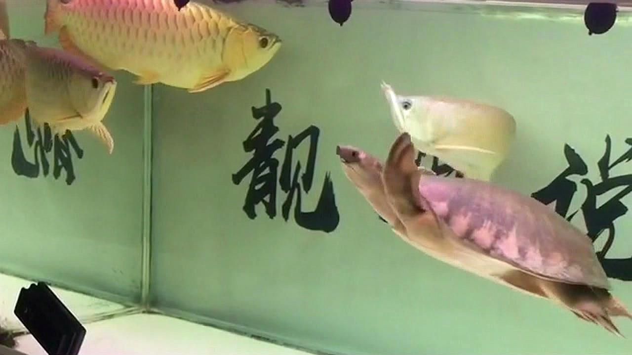 龍魚眼睛凸出有白色的東西，龍魚眼睛凸出并帶有白色物質可能是由多種原因引起的
