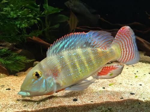 申古銀版魚的市場(chǎng)行情，“申古銀版魚市場(chǎng)行情信息已明確要求1000字文本與配圖