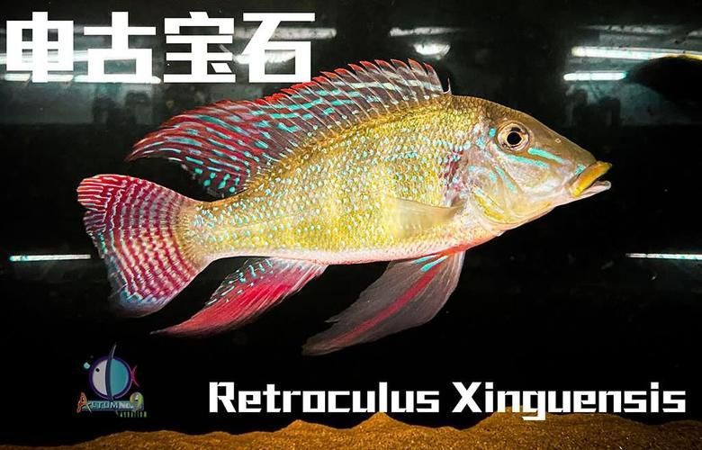 申古銀版魚的市場(chǎng)行情，“申古銀版魚市場(chǎng)行情信息已明確要求1000字文本與配圖