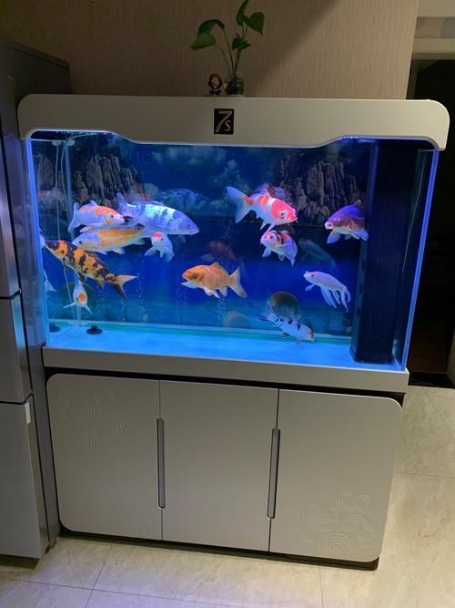 申古銀版魚的市場(chǎng)行情，“申古銀版魚市場(chǎng)行情信息已明確要求1000字文本與配圖