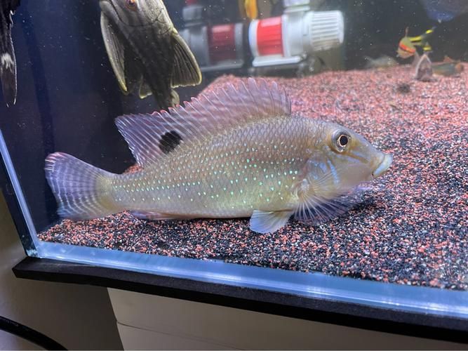申古銀版魚的市場(chǎng)行情，“申古銀版魚市場(chǎng)行情信息已明確要求1000字文本與配圖