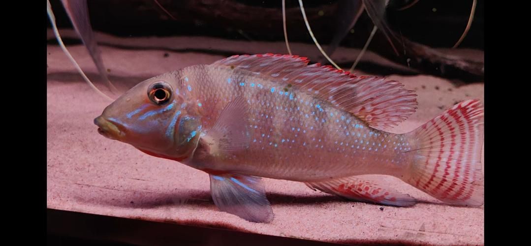 申古銀版魚的市場(chǎng)行情，“申古銀版魚市場(chǎng)行情信息已明確要求1000字文本與配圖