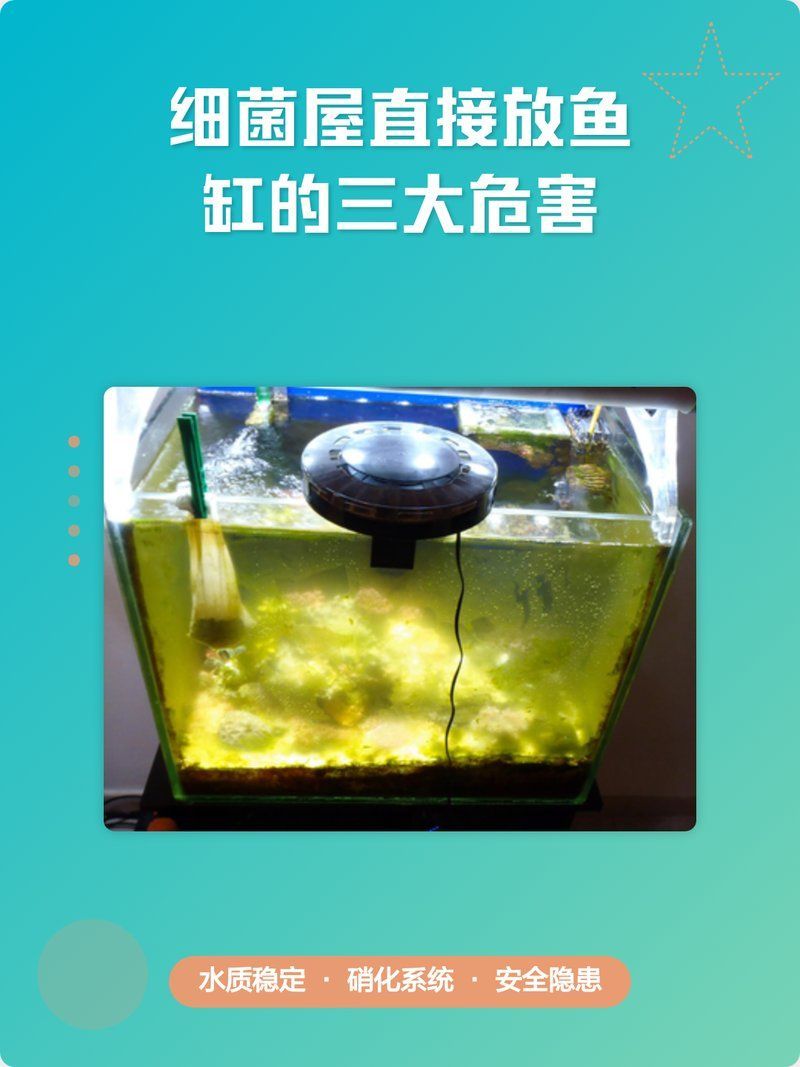 細菌屋直接扔缸里有效果嗎，細菌屋直接扔缸里有效果嗎細菌屋直接扔缸里有效果嗎