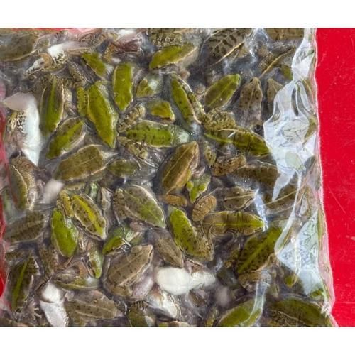 給我一些大港龍魚的飼養(yǎng)技巧，大港龍魚的飼養(yǎng)技巧