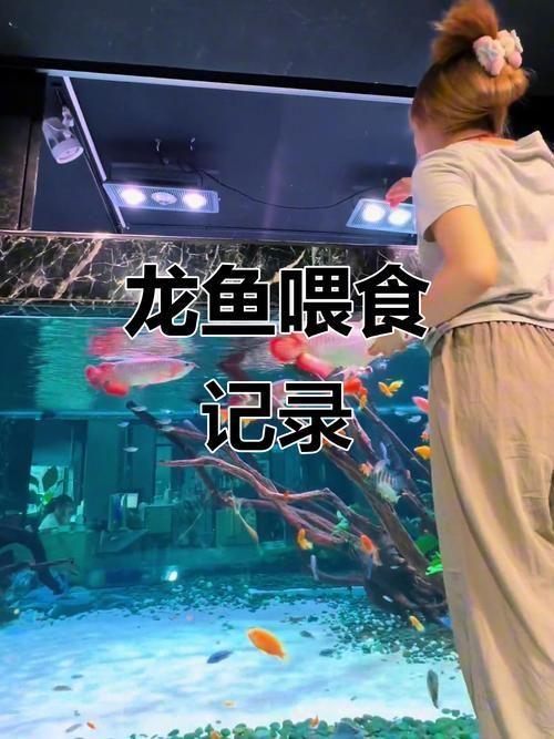 給我一些大港龍魚的飼養(yǎng)技巧，大港龍魚的飼養(yǎng)技巧