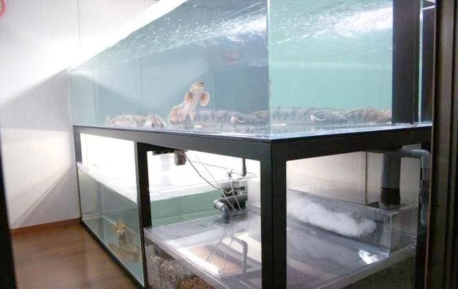 如何保持恐龍魚的水質？，恐龍魚水質管理