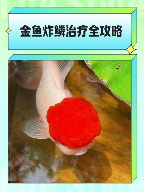 炸鱗病自愈后需要多久恢復活力，炸鱗病自愈后恢復活力共調用2個工具、鱗片再生過程圖文詳解