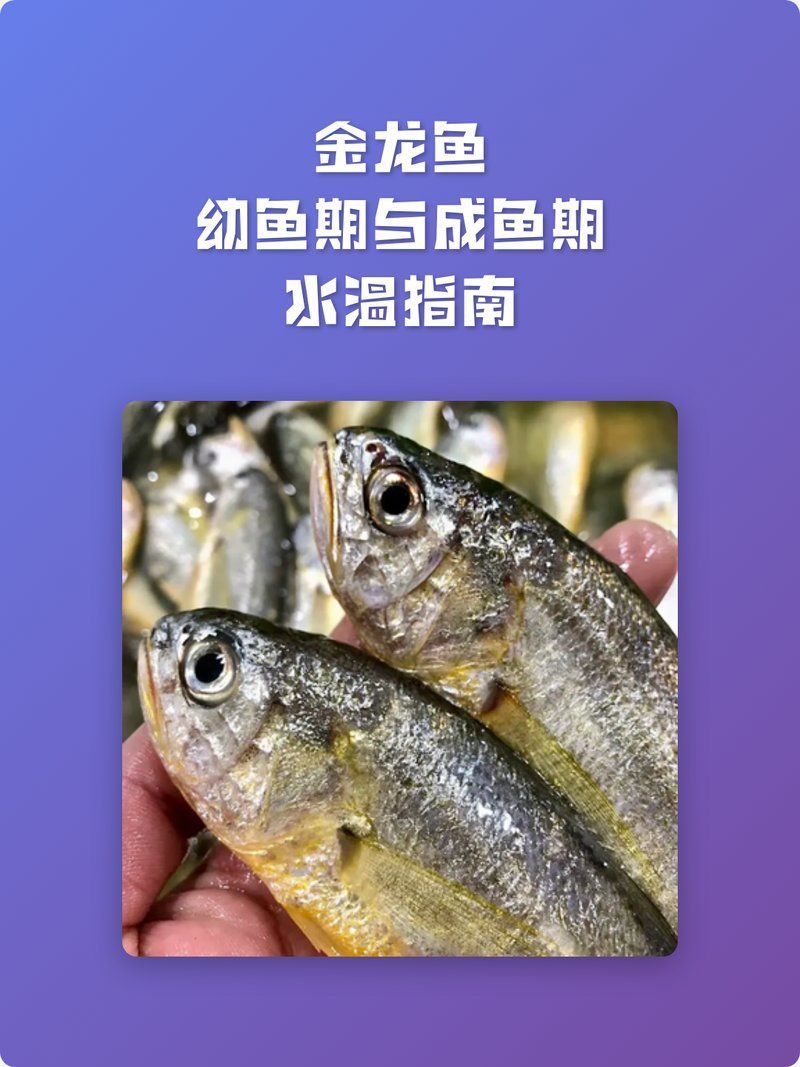 金龍魚最佳水溫是多少度，金龍魚幼魚期與成魚期水溫指南是如初呦，要不要我整理一份