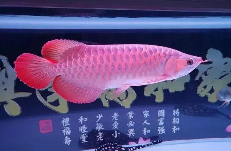 龍魚哪個品種最值錢？，最值錢的龍魚品種曾創(chuàng)下500萬元天價成交紀(jì)錄