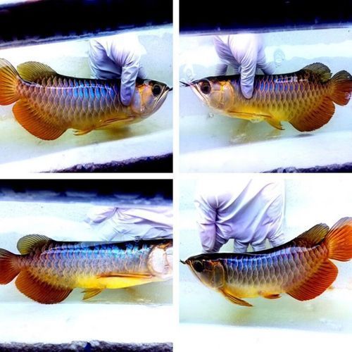 武吉美拉金龍魚有哪些稀有變異類型？，武吉美拉金龍魚變異類型展示